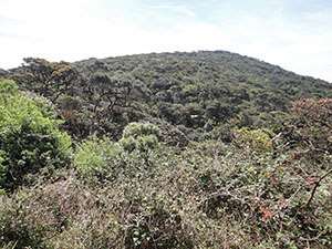 Pidurutalagala Mountain peak and forest

